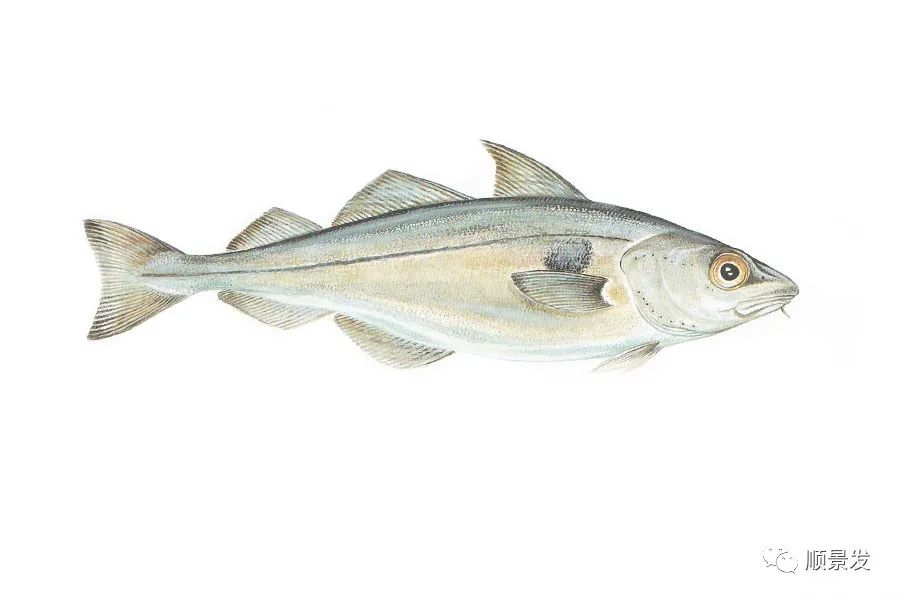 挪威和中国签订协议,挪威希望与中国加强合作