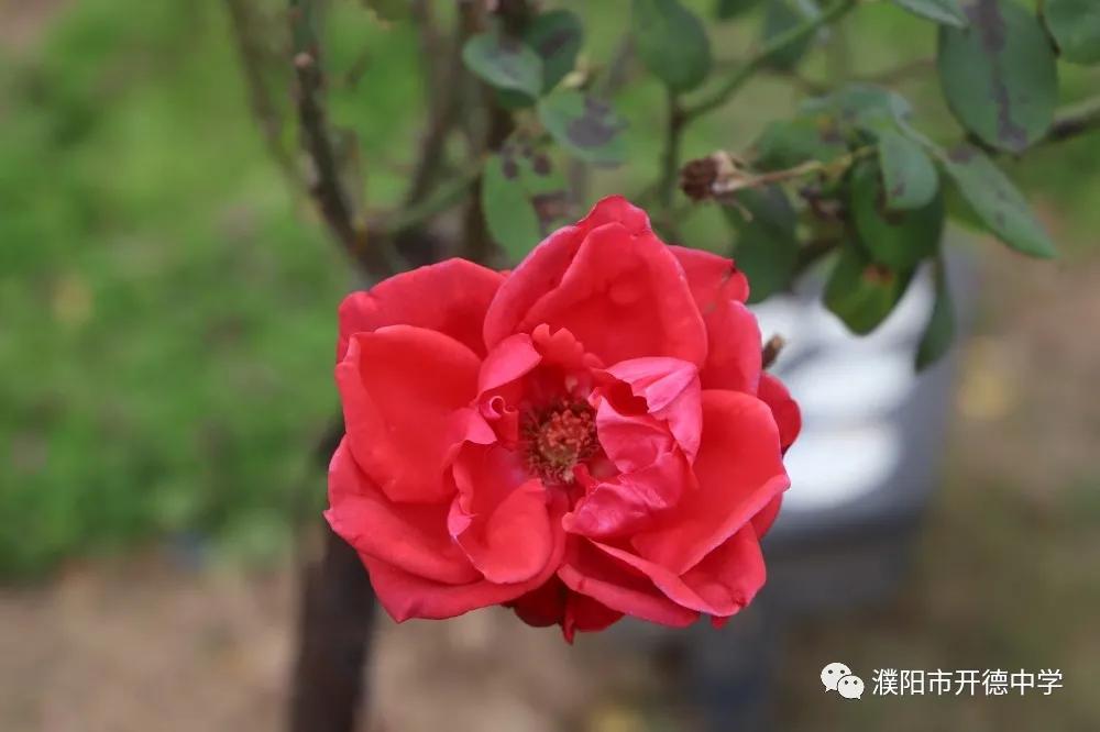 濮阳市开德中学图片,濮阳华龙区开德中学