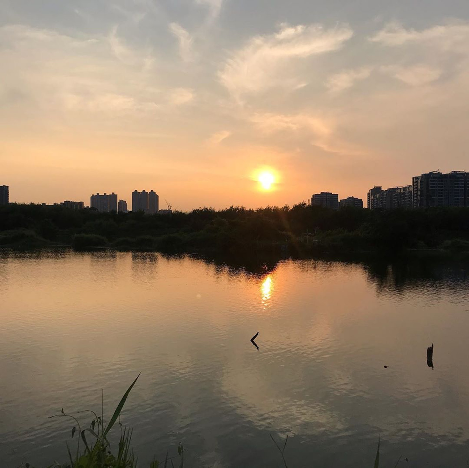 百年树屋，天空之镜，红砖市集，跳蚤市场…尽在锦田