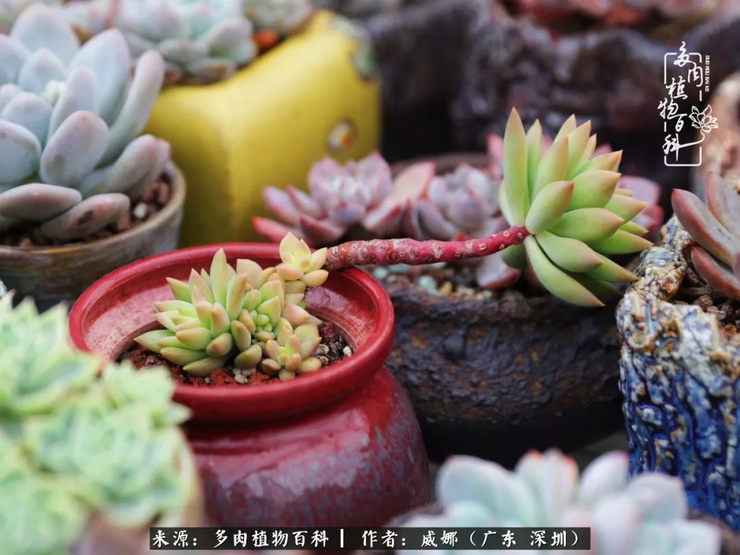 笼子里的多肉,露养的多肉和室内的多肉区别