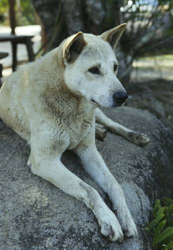 杀三只狗后续,杀狗真实事件后续