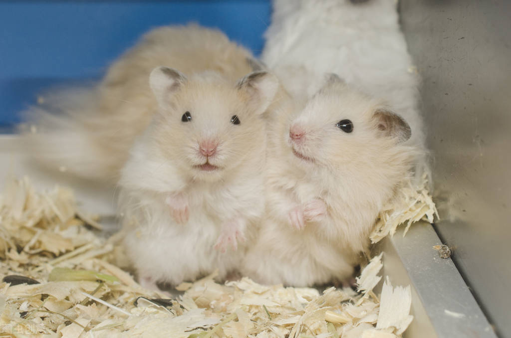 仓鼠无精打采身体发凉,仓鼠无精打采行动迟缓