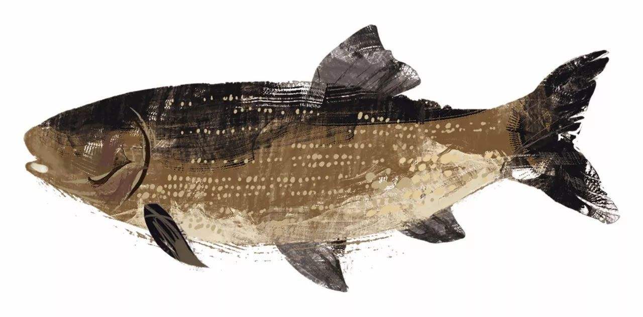 钓鱼知识图文素材,鳙鱼习性及出钓时间