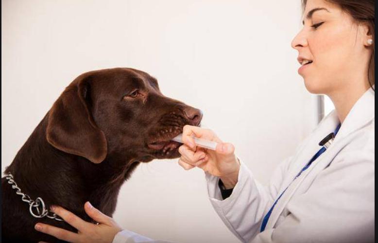 狗狗频繁尿血怎么回事,狗狗反复尿血吃什么药