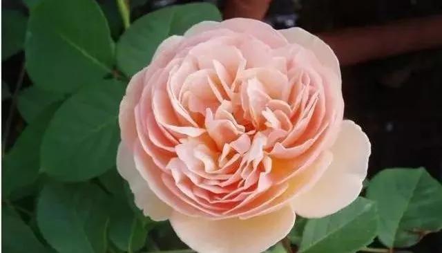 100种玫瑰图片大全,100种玫瑰鲜花你认识吗