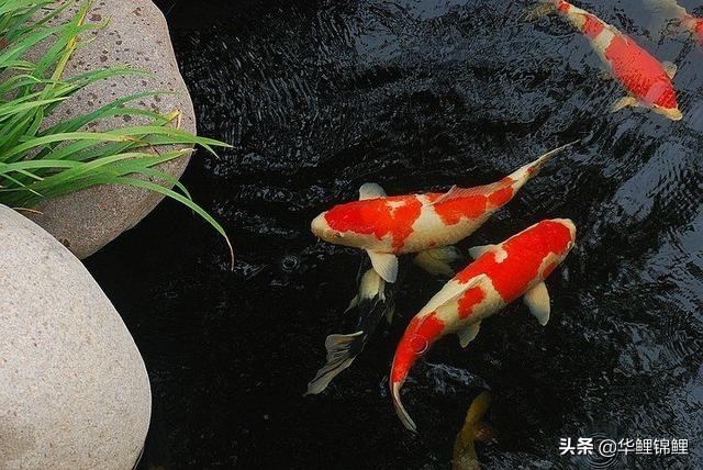 锦鲤的趣味小知识是什么,锦鲤的肢体语言你读懂了吗