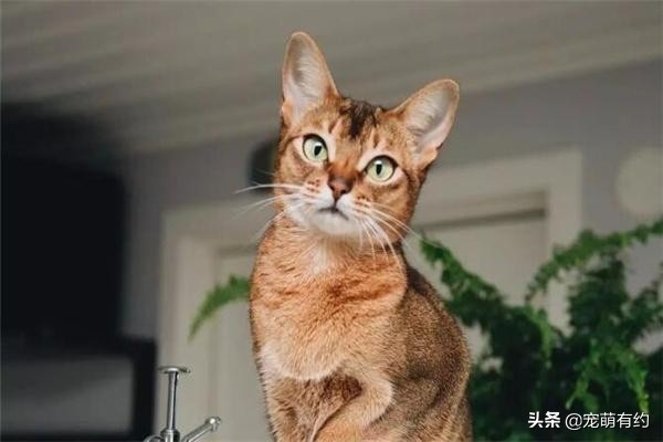 阿比西尼亚猫养一只好还是两只,阿比西尼亚猫智商相当于几岁小孩