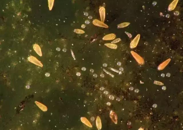 柑橘12月有什么病害虫害,柑橘全年病害虫害最新防治方法