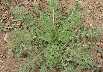 野菜苦苣菜的功效与禁忌,野菜山茄子的功效与作用禁忌