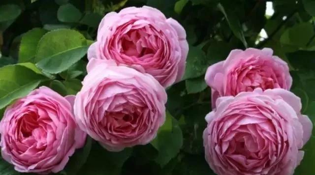 玫瑰有几种品种图片及名称,玫瑰品种分类名称及图片介绍