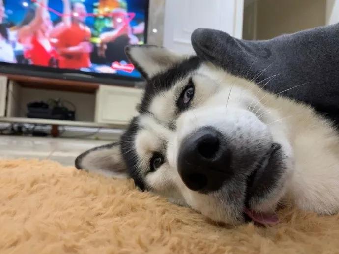 35000元造狗窝,22万打造的狗窝