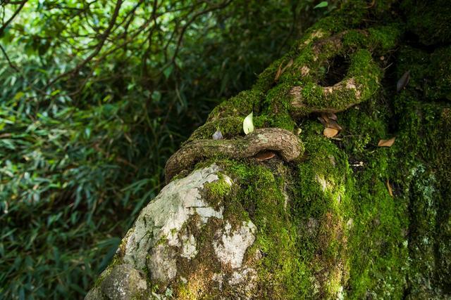 小平故里到华蓥山花海人家要多远,广安华蓥山小平故里
