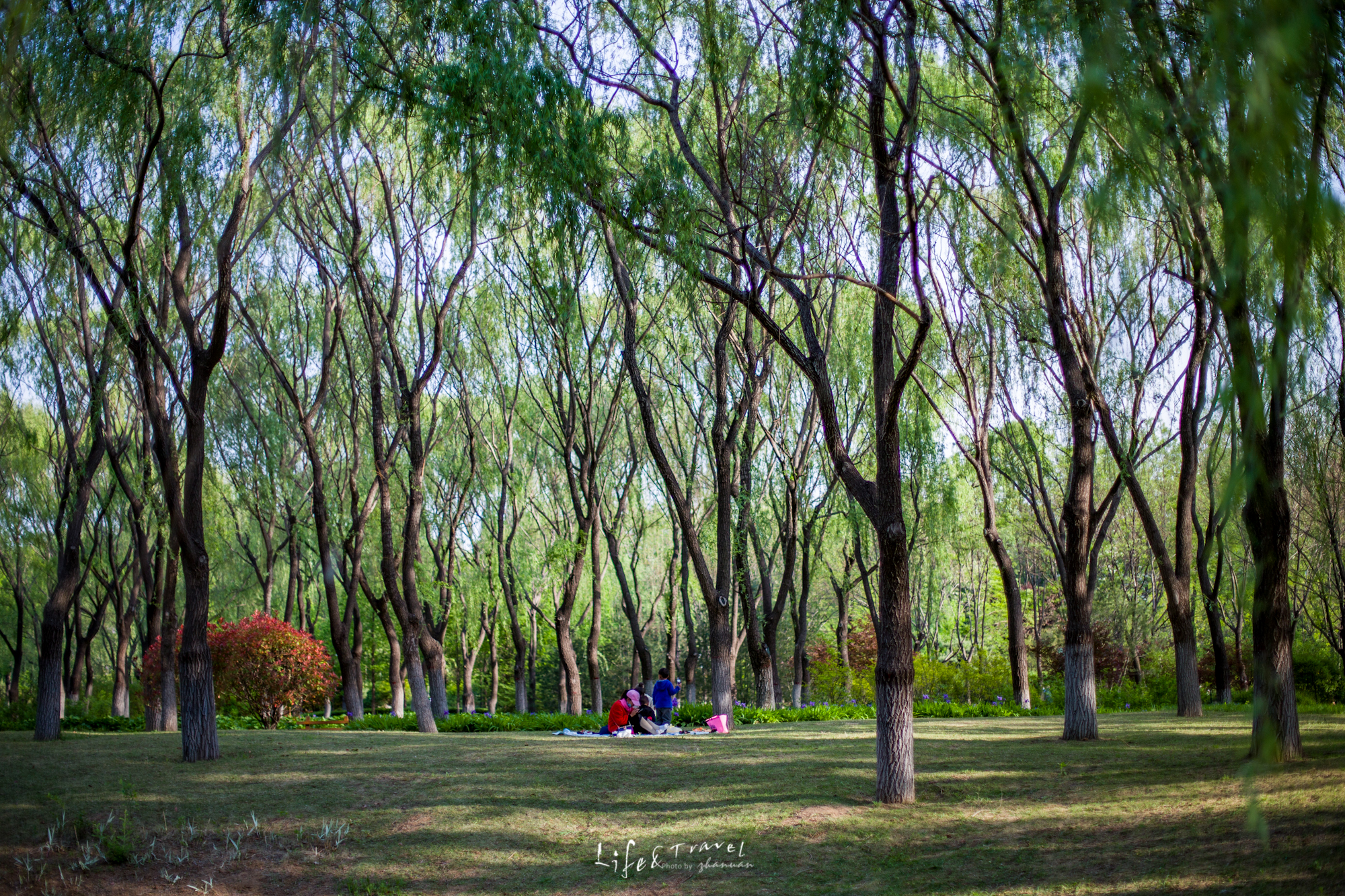 济南适合去的花海公园,济南春季公园有哪些景点