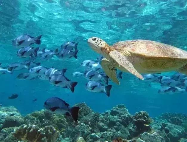 成都可以去的小岛,成都小岛旅游推荐路线攻略