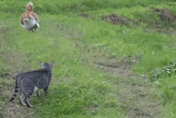 猫咪的魔性走姿,猫咪的十种沙雕动作