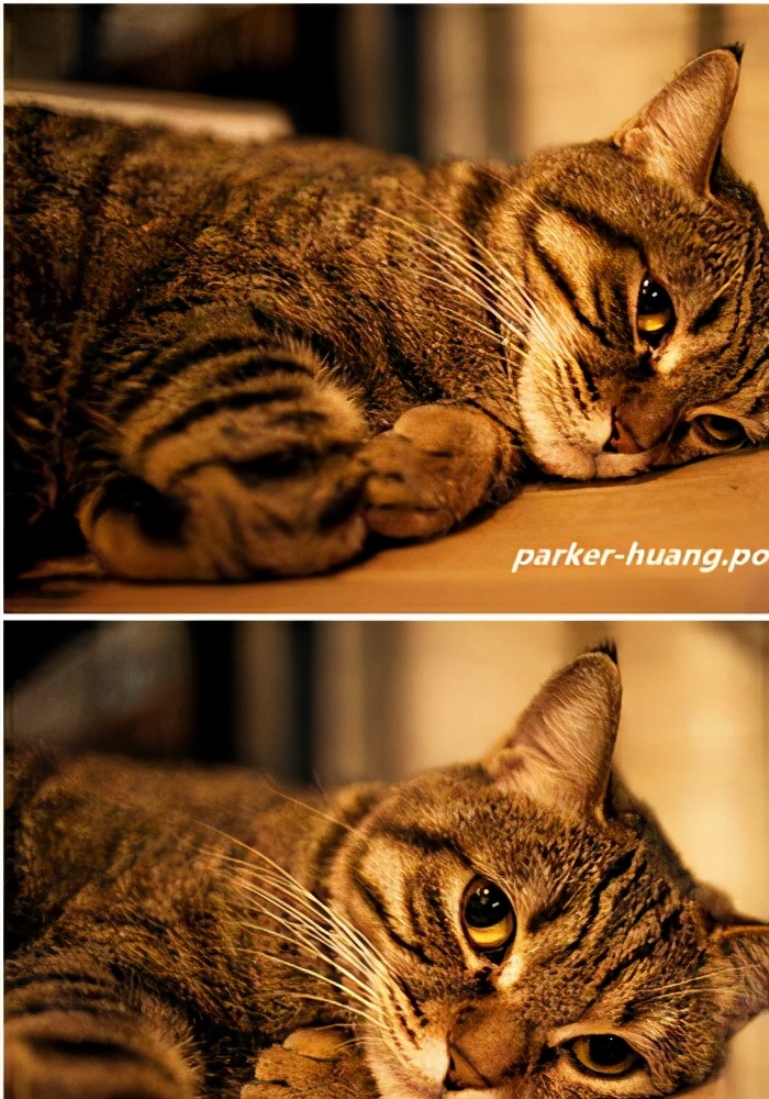 猫咪发出咕噜的声音摇尾巴,猫咪摇尾巴的表达方式