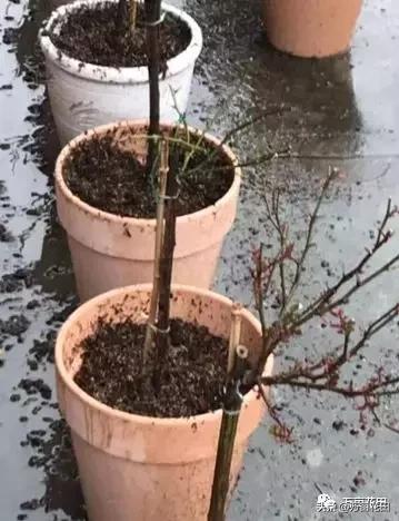 稻壳炭放在花土上面能防虫吗,稻壳炭和发酵稻壳什么区别