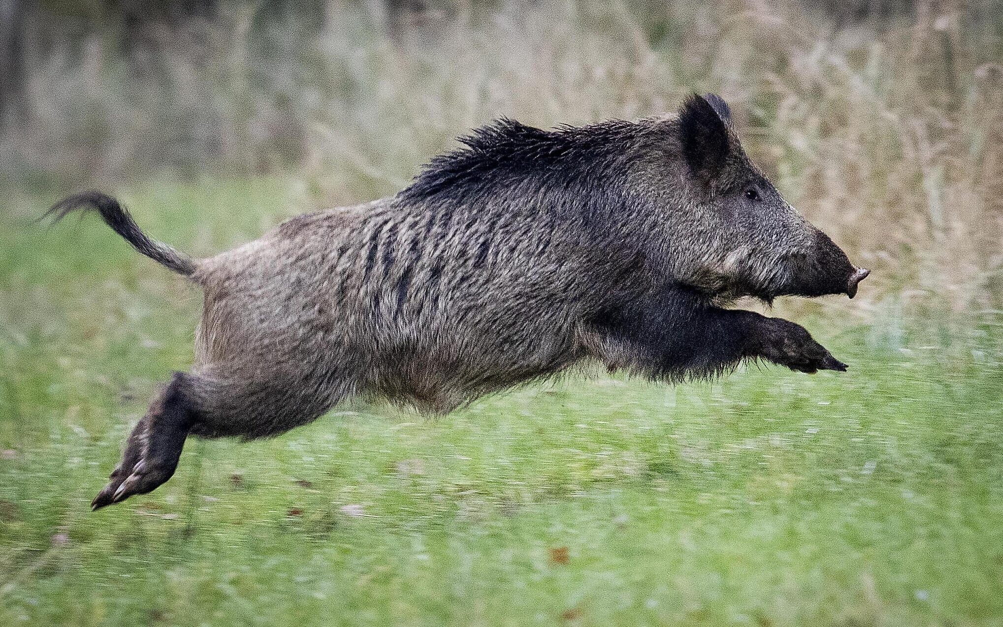 蛇遇猪吓得哭为啥说猪是毒蛇天敌,猪为什么不怕毒蛇就吃蛇