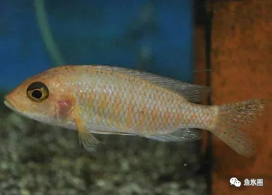 三湖慈鲷马鲷孔雀珍珠系能长多大,三湖慈鲷之孔雀