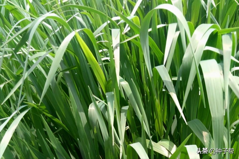 养牛全部买草料好还是自己种的好,养牛种牧草划算还是种玉米划算