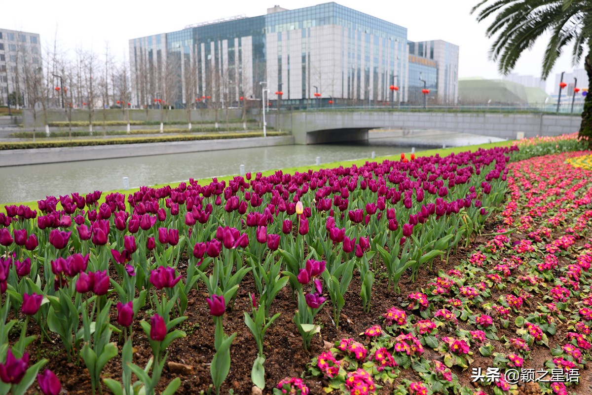 郁金香鲜花香味,郁金香鲜花诗情画意