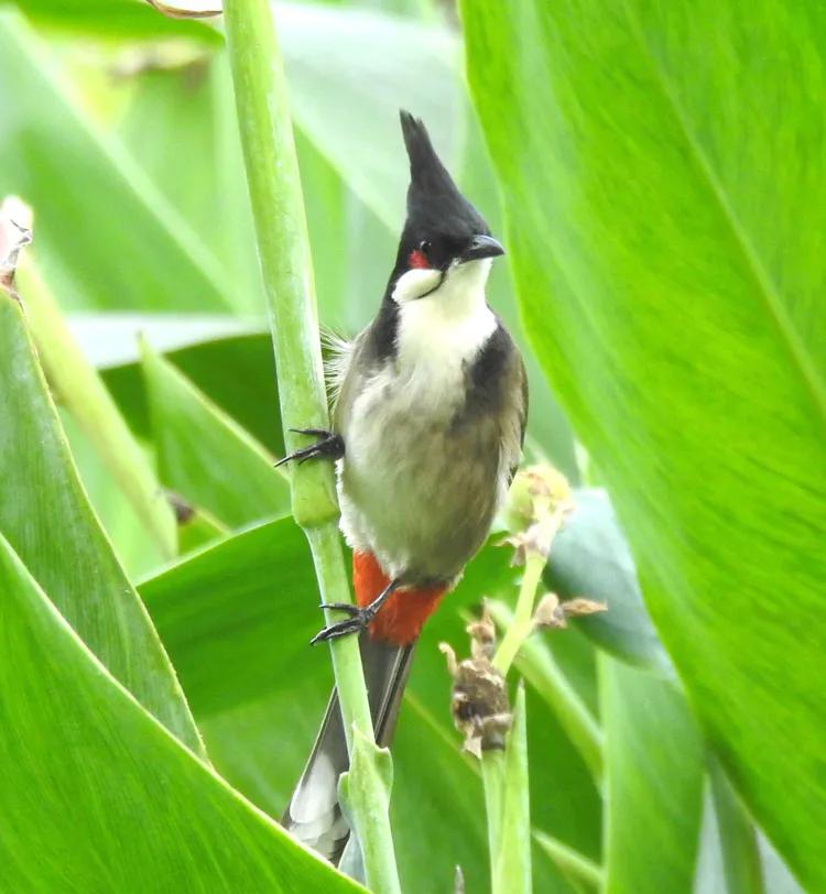 洪湖荷花仙子,洪湖公园蜻蜓