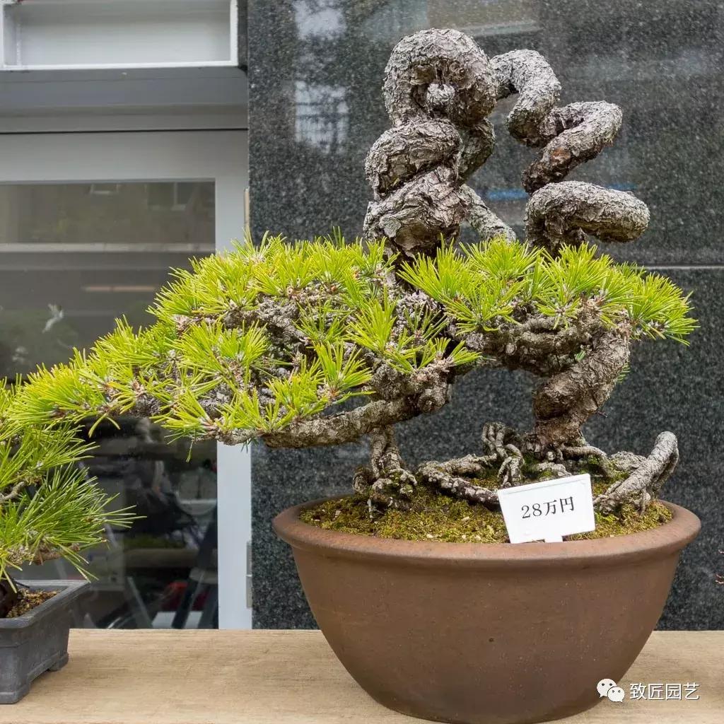提根盆景造型大全大图,漂亮的提根盆景图片