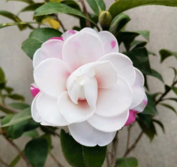 手把手教你养茶花,小花匠养茶花