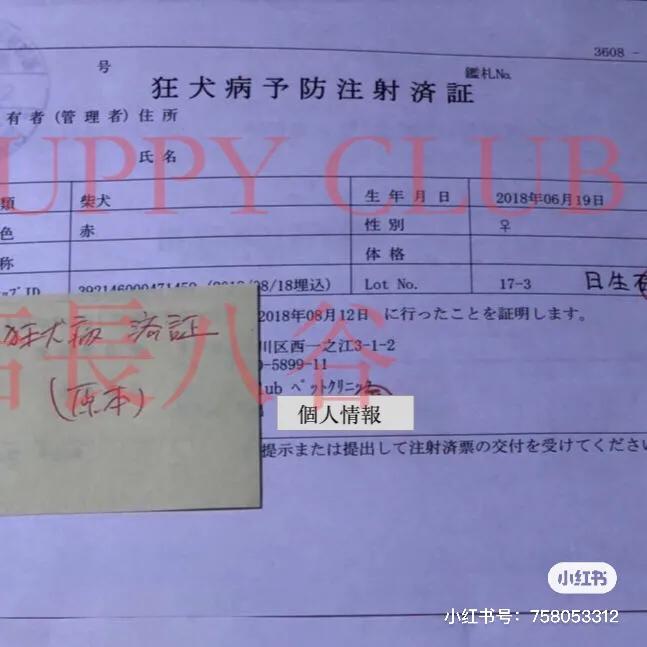 在日本买柴犬有国内这么贵吗,在日本买柴犬全过程