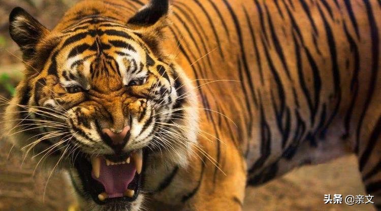 老虎和狮子到底哪个更厉害呢,老虎和狮子到底谁更厉害