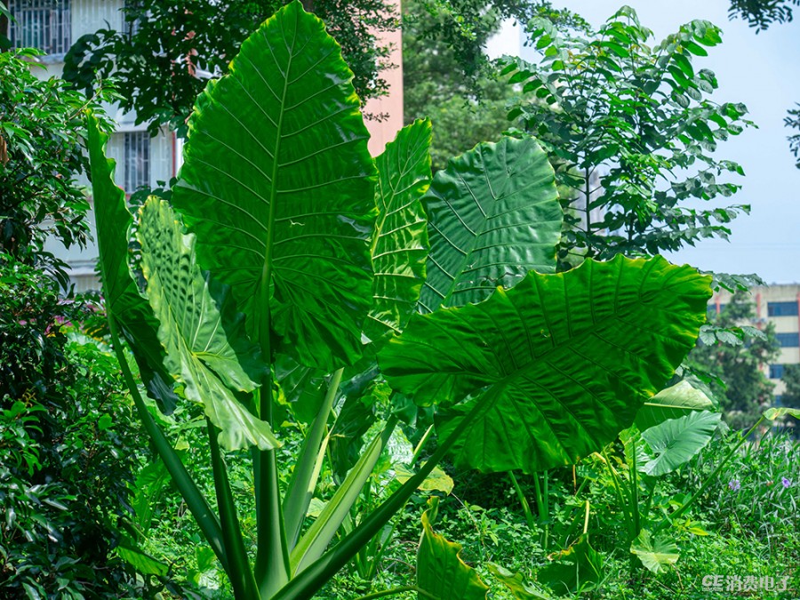 濂ユ灄宸存柉em1mark2璇勬祴瑙嗛,濂ユ灄宸存柉e-m1markiii浣跨敤浣撻獙