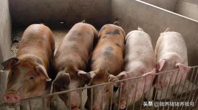 农村养猪还有哪些常见猪病,养猪过程中常见病有哪些如何治疗