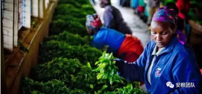 肯尼亚红茶的优缺点,茶人喝金骏眉好吗