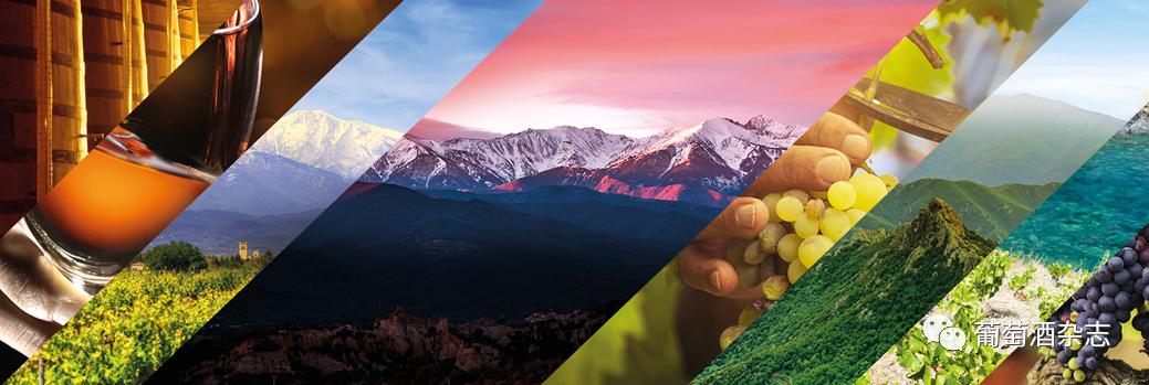 对蜜雪冰城产品的认知,露喜龙产区