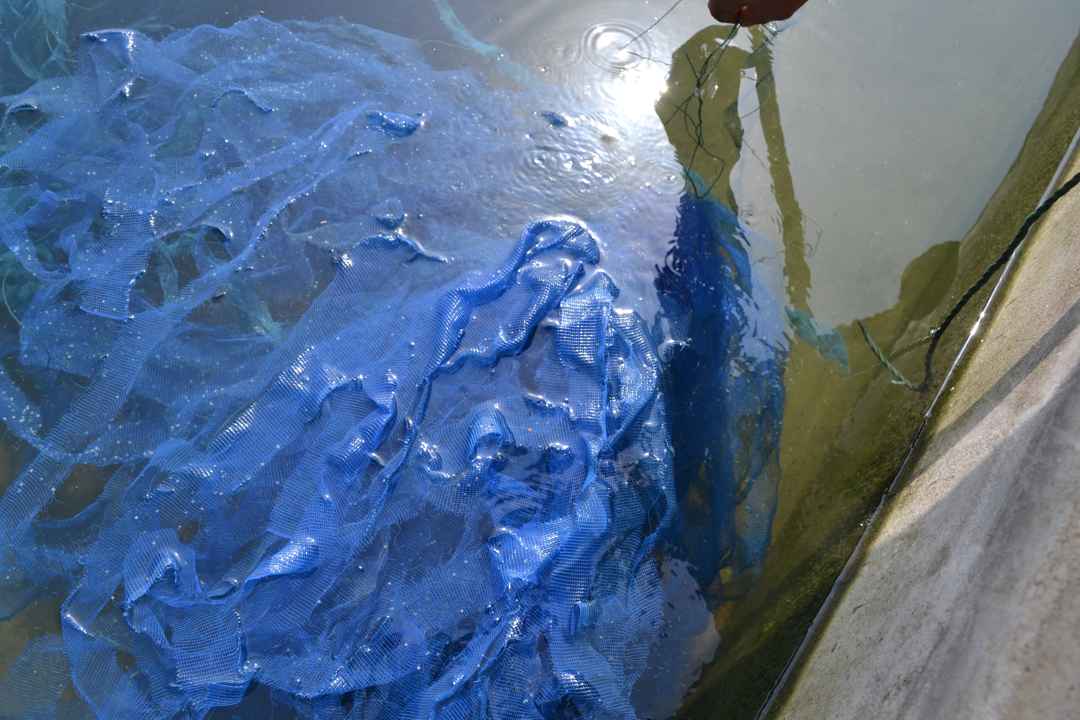 锦鲤池养殖方法图解,锦鲤繁殖全过程纪录片