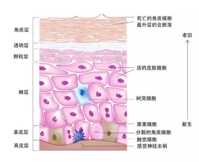去角质和不去角质的区别,去角质与不去角质的对比