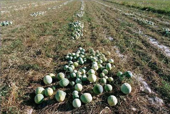 全国各地最全特产,全新疆特产