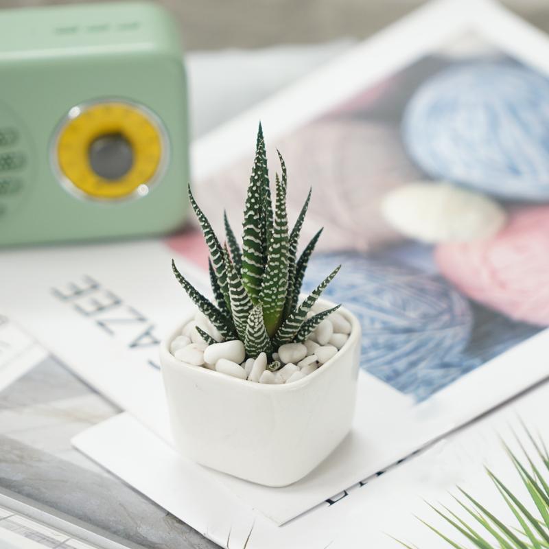 鼠尾兰多肉植物的养护,狐尾兰怎么养才好看