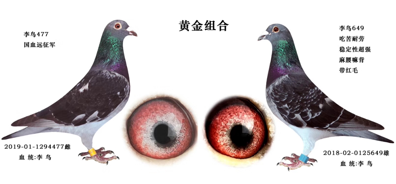 淇￠附姣嶅瓙閰嶅,淇￠附闅斾唬閰嶅