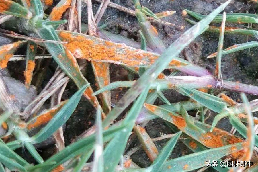 秋季草坪维护,入冬了草坪需要修剪吗