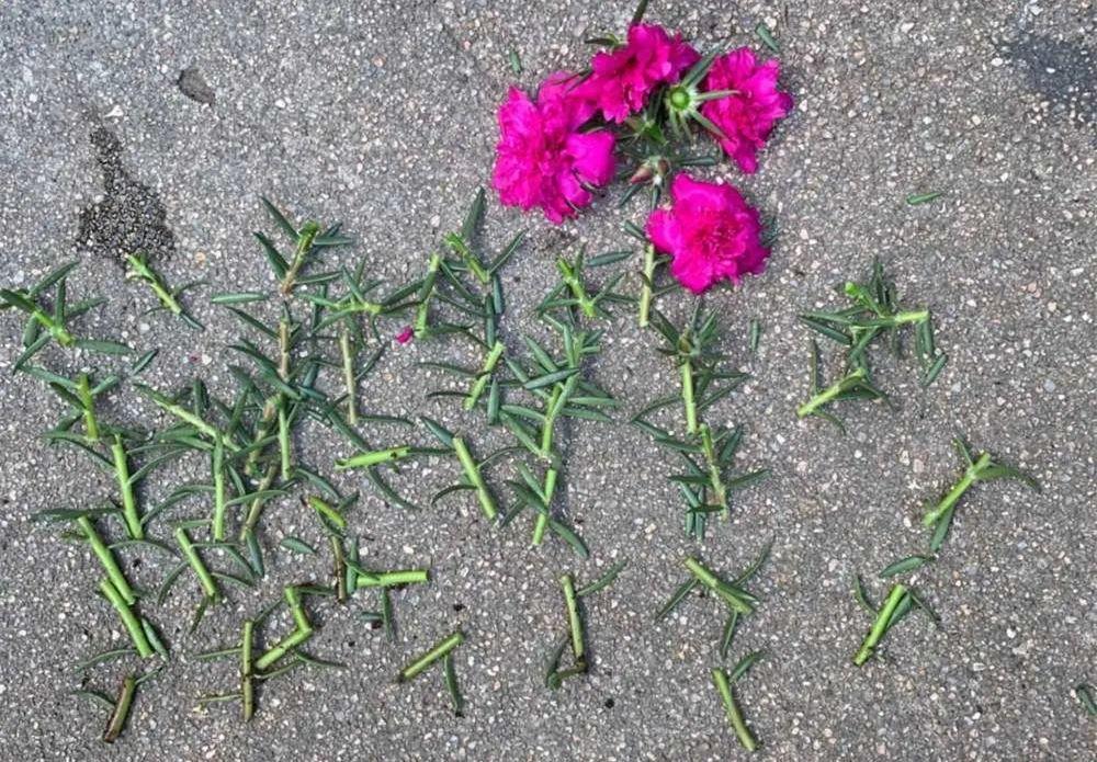 扦插花的快速生根法,哪些花卉可以用扦插的方法插活