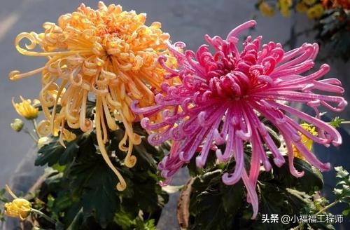 绿植叶子发蔫怎么回事,绿植叶片耷拉发蔫