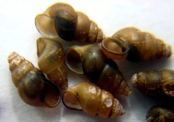 可以在人体寄生的海洋寄生虫,血吸虫寄生人体雌虫多久会产卵