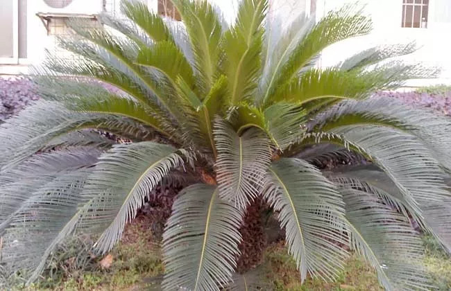 铁树的种植方法和技巧,家里放铁树是吉是凶铁树如何种植