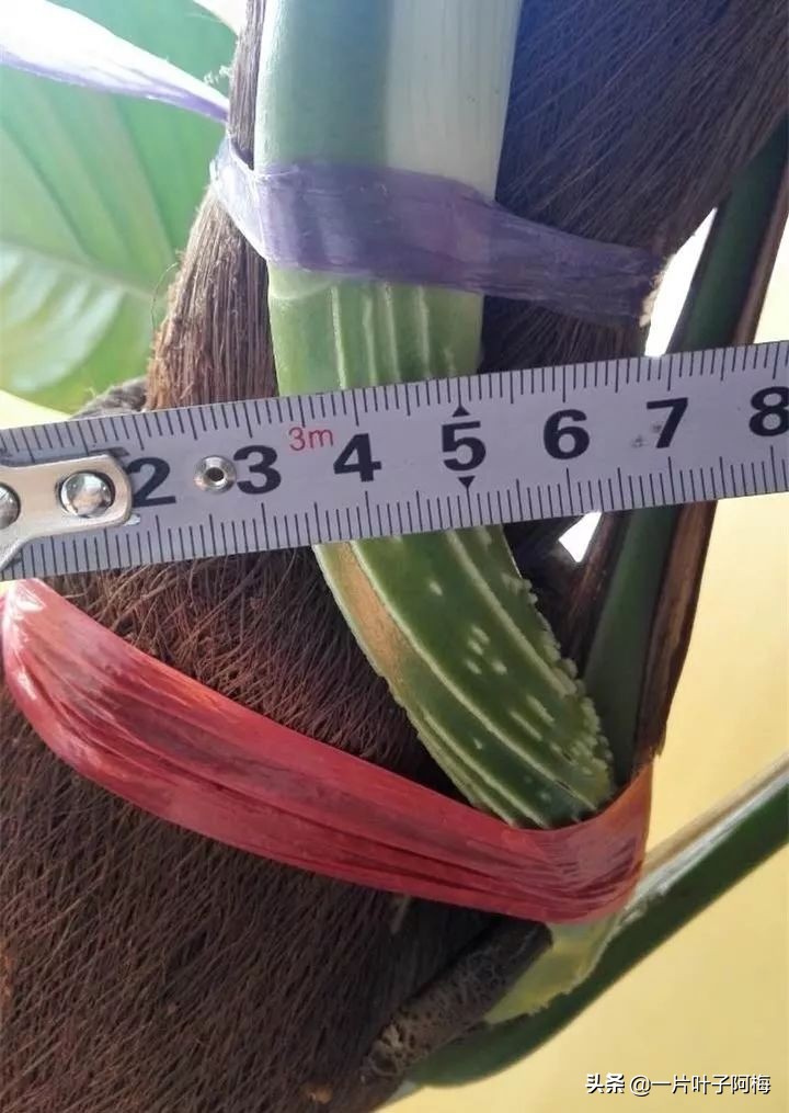 绿萝为什么叶子越来越小,绿萝为啥叶子越养越小