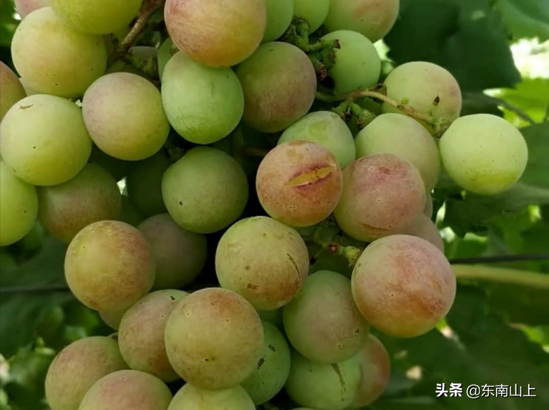 钙元素的性质,钙元素和微量元素分别是什么