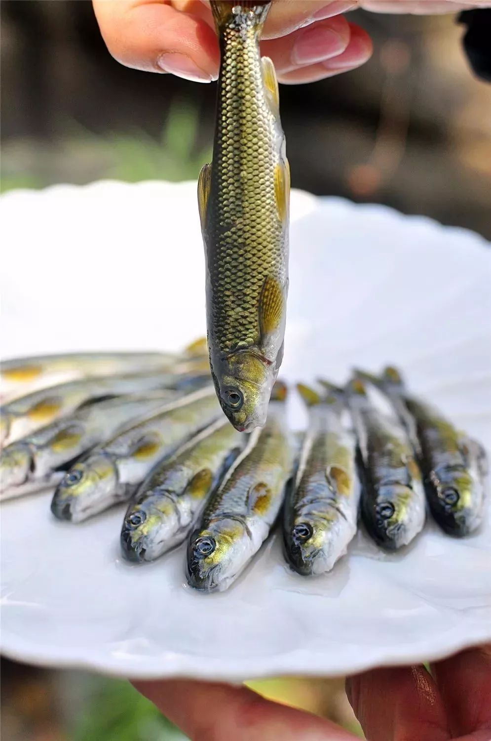 世界顶级淡水鱼大全,世界上顶级鱼类大全