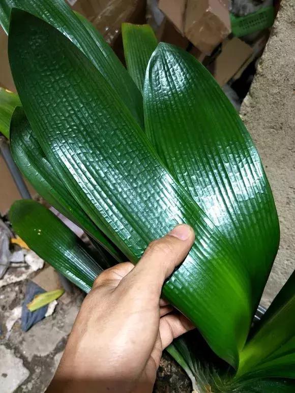 君子兰夹箭磷酸二氢钾怎么施肥,君子兰怎样管理才能够开花长得快