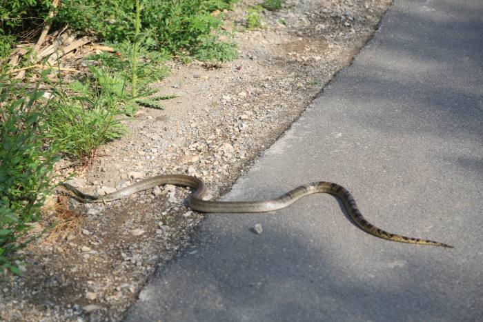 蚂蚁搬家预示着什么天气,下雨天有几个蚂蚁入屋是什么兆头