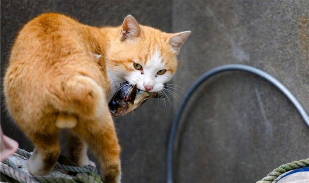 母猫交配后，为什么会满地打滚，甚至转头攻击雄性？